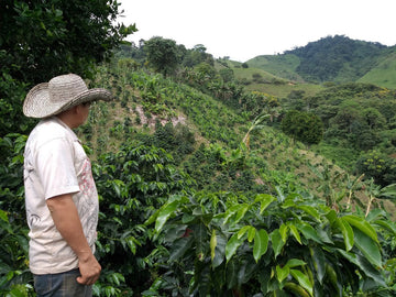 Colombia Finca El Mirador - Micro Lot Geisha (anaerobic fermentation) Cafe Especiales - producer Antonio Rafael Apoca